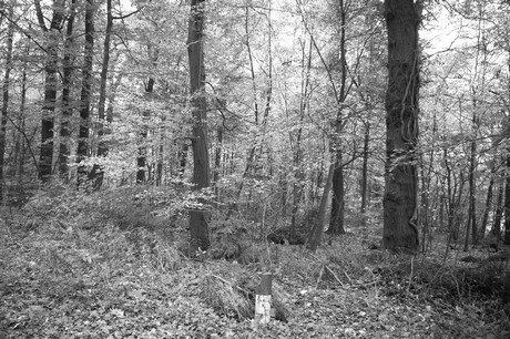 roesrath