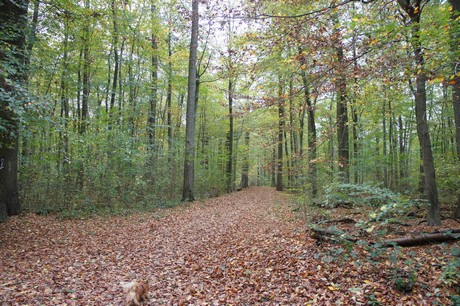 roesrath