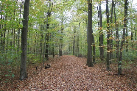 roesrath