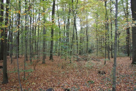 roesrath