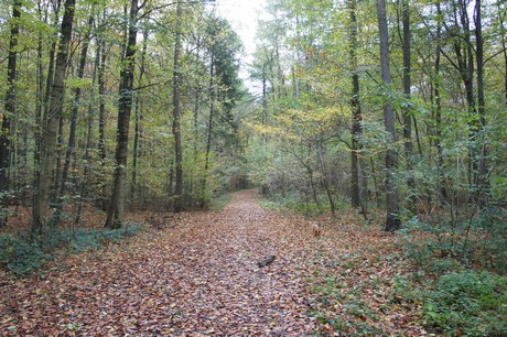 roesrath