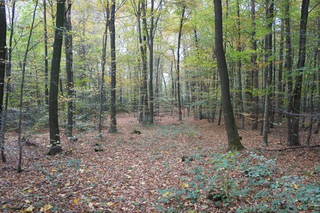 roesrath