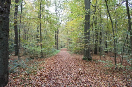 roesrath