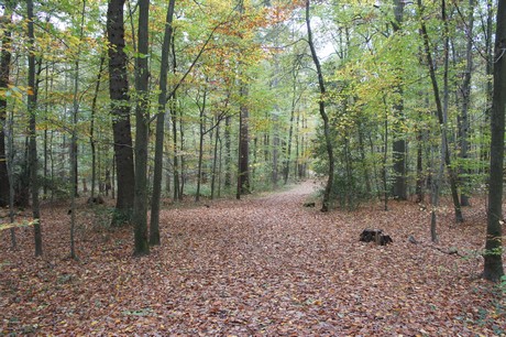 roesrath