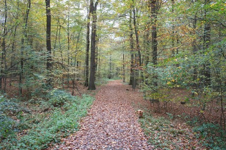roesrath