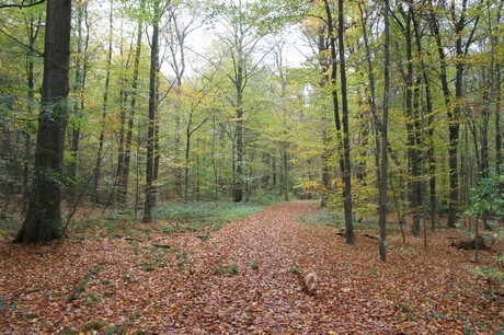 roesrath