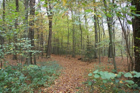 roesrath