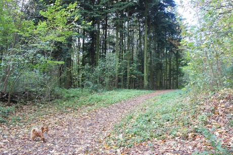 roesrath