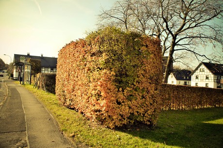 rollesbroich