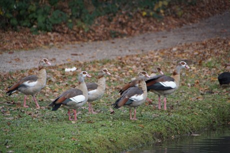 Schwetzingen