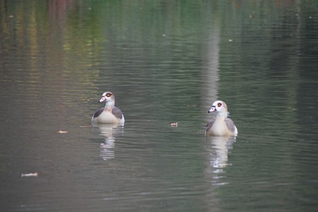 Schwetzingen