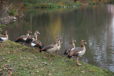 Schwetzingen