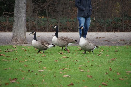 Schwetzingen