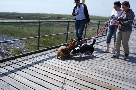 st-peter-ording