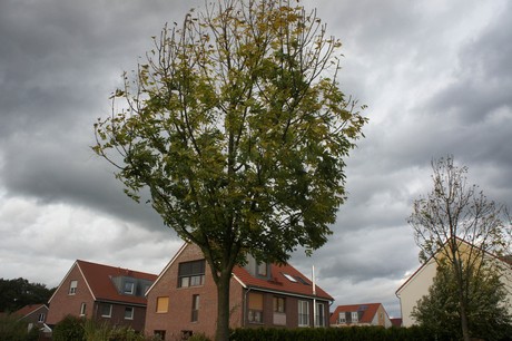 schlebusch