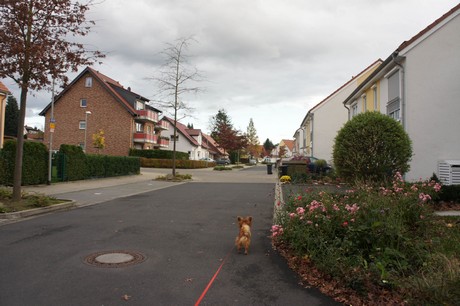 schlebusch