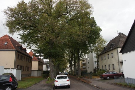 schlebusch