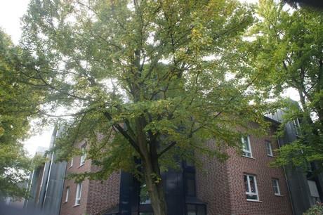 schlebusch