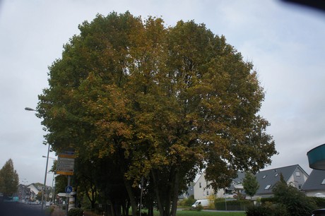schlebusch