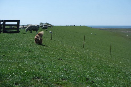 schluettsiel