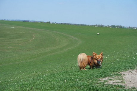 schluettsiel