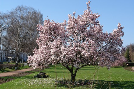 soest