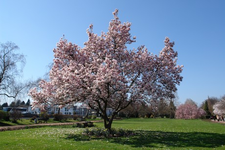 soest