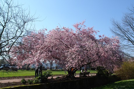 soest