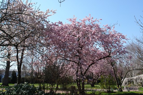 soest