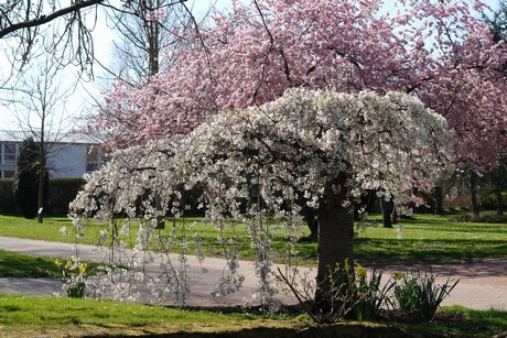 soest