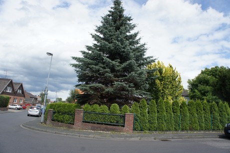 stommeln