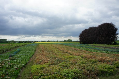 stotzheim