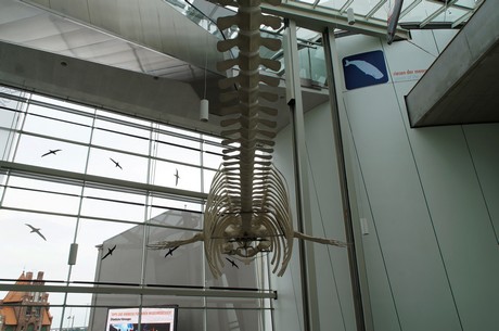 stralsund-ozeaneum