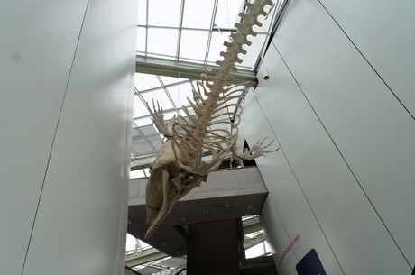 stralsund-ozeaneum