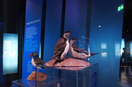 stralsund-ozeaneum