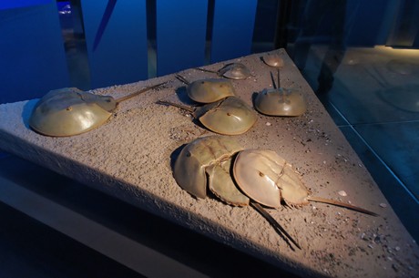 stralsund-ozeaneum