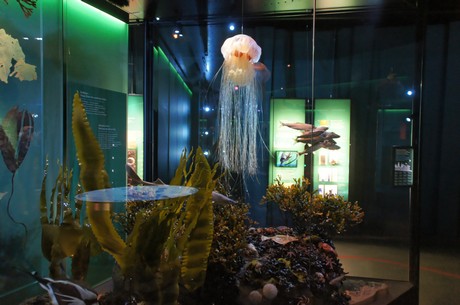 stralsund-ozeaneum