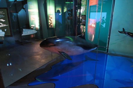 stralsund-ozeaneum