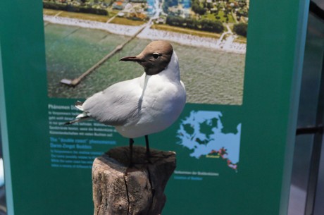 stralsund-ozeaneum