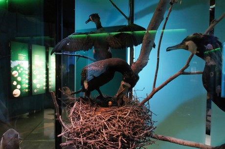 stralsund-ozeaneum