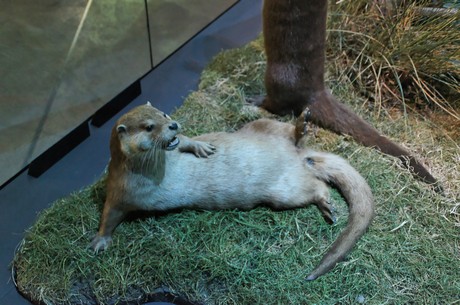 stralsund-ozeaneum