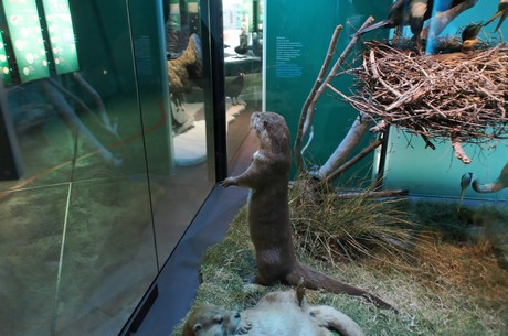 stralsund-ozeaneum