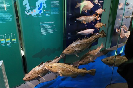 stralsund-ozeaneum