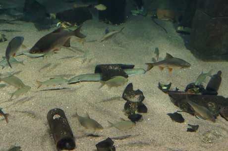 stralsund-ozeaneum