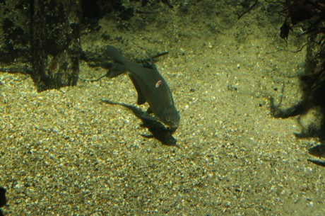 stralsund-ozeaneum