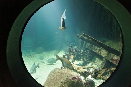 stralsund-ozeaneum