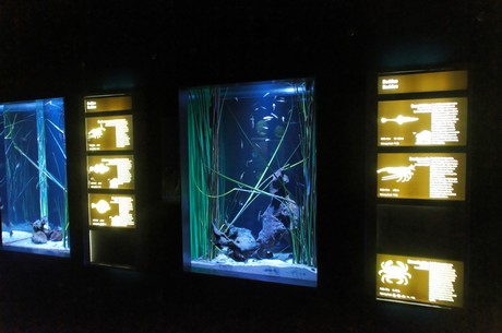 stralsund-ozeaneum