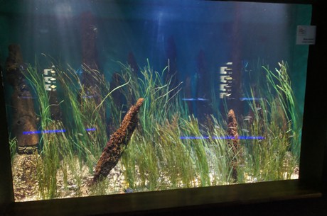 stralsund-ozeaneum