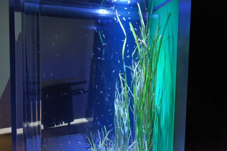 stralsund-ozeaneum