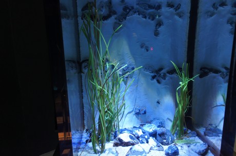 stralsund-ozeaneum